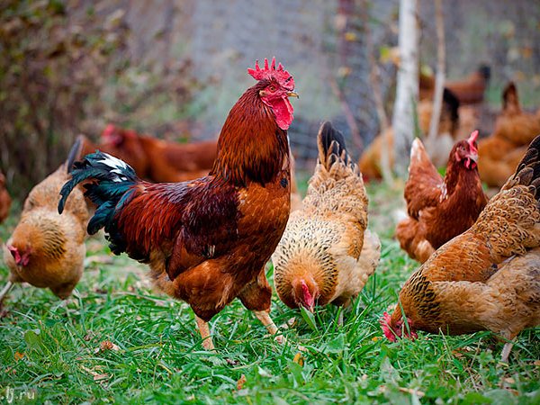Породы куриц | ЗооТом - продажа, вязка и услуги для животных в тарусе