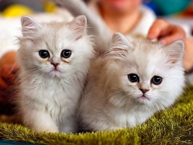 Породы кошек в тарусе | ЗооТом портал о животных