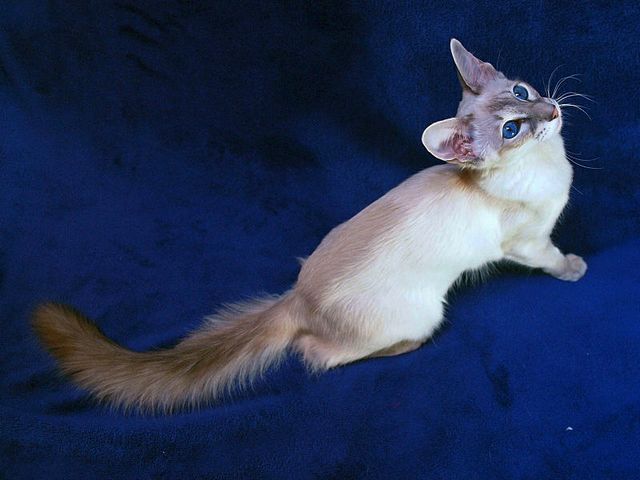 Выведенные породы кошек в тарусе | ЗооТом портал о животных