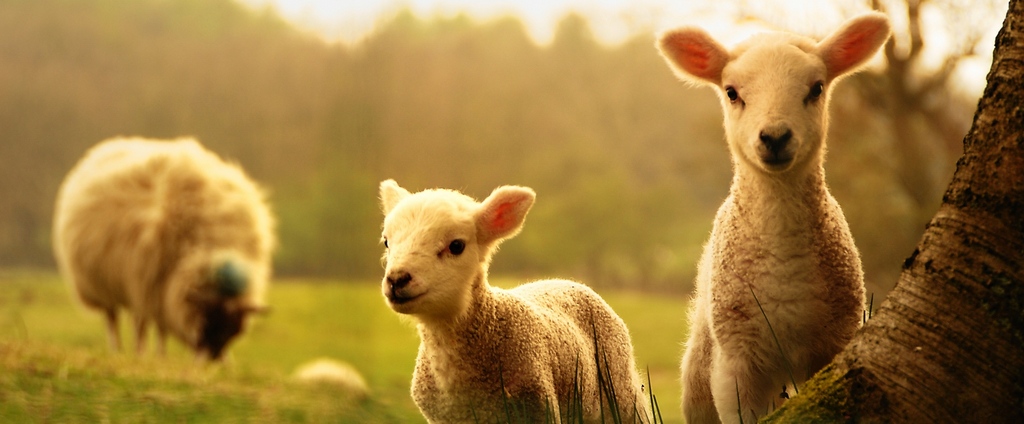 Объявления о сельскохозяйственных животных | ЗооТом - продажа, вязка и услуги для животных в тарусе