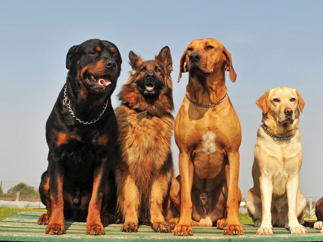 Крупные породы собак в тарусе | ЗооТом портал о животных
