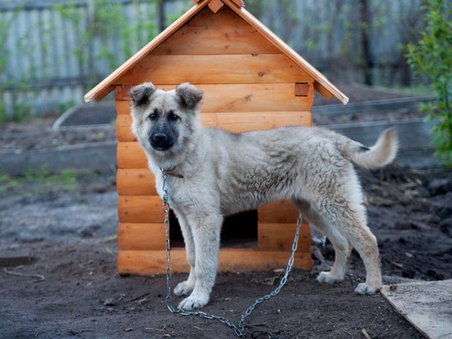 Все о собаках в тарусе